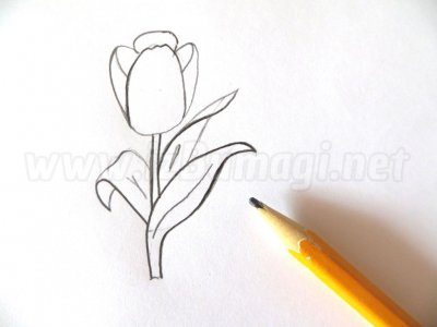 Как нарисовать тюльпан цветными карандашами поэтапно