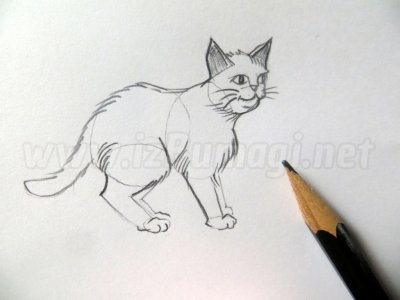 Как нарисовать кошку в движении
