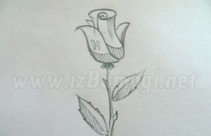 Jak nakreslit růži jednoduchou tužkou