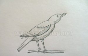 Schritt-für-Schritt-Zeichnung einer Krähe mit einem einfachen Bleistift