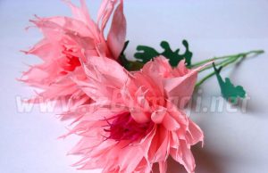 زهور الأقحوان الورقية