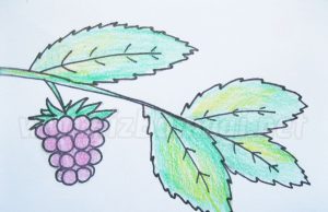 Adım adım ahududu nasıl çizilir