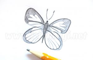 ¿Cómo dibujar una mariposa con un lápiz?