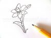 Como desenhar um narciso a lápis?