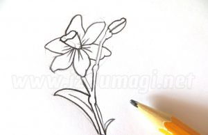 Como desenhar um narciso a lápis?