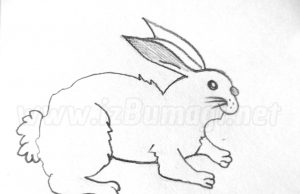 Kalemle tavşan nasıl çizilir