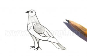 Рисунок голубя карандашом