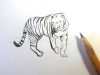 Cómo dibujar un tigre