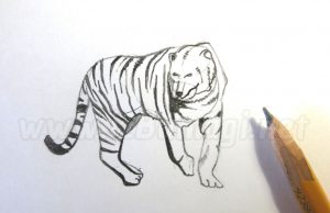 How to draw a tiger
